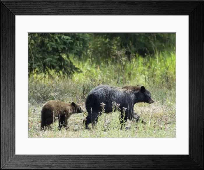 Framed Print : Black Bear Walking with cub following behind Yellowstone NP. USA Framed Print : Black Bear Walking with cub following behind Yellowstone NP. USA
