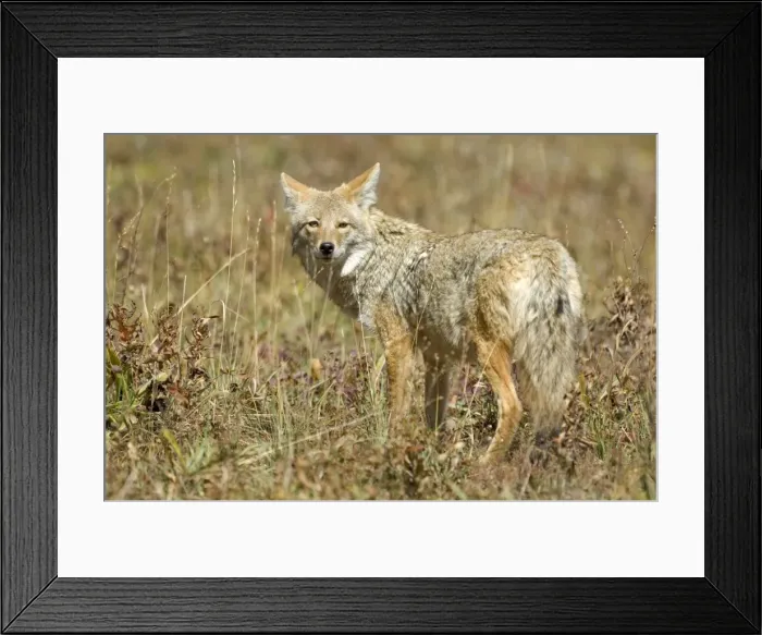 Framed Print : Coyote Standing looking over shoulder Yellowstone NP. USA Framed Print : Coyote Standing looking over shoulder Yellowstone NP. USA
