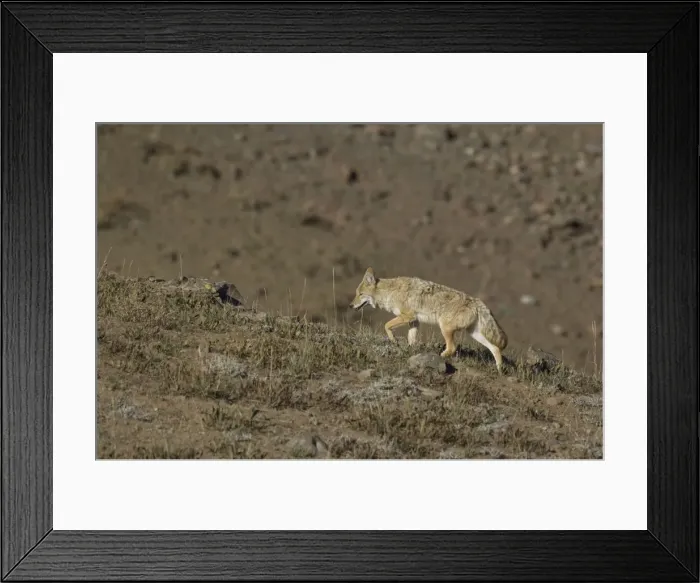Framed Print : Coyote Walking up hillside Yellowstone NP. USA Framed Print : Coyote Walking up hillside Yellowstone NP. USA