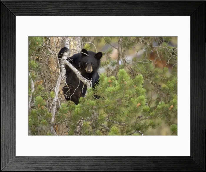 Framed Print : Black Bear Cub in pine tree. Landscape picture Yellowstone NP. USA Framed Print : Black Bear Cub in pine tree. Landscape picture Yellowstone NP. USA