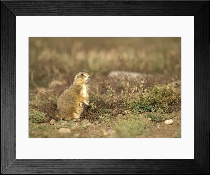 Framed Print : Black-tailed Praire Dog In alert posture while feeding Montana. USA Framed Print : Black-tailed Praire Dog In alert posture while feeding Montana. USA