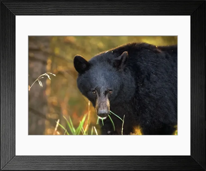 Framed Print : black Bear Close up of head eating grass Yellowstone NP. USA Framed Print : black Bear Close up of head eating grass Yellowstone NP. USA