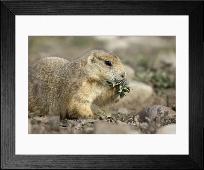 Framed Print : Black-tailed Praire Dog Close up, feedig Montana. USA Framed Print : Black-tailed Praire Dog Close up, feedig Montana. USA