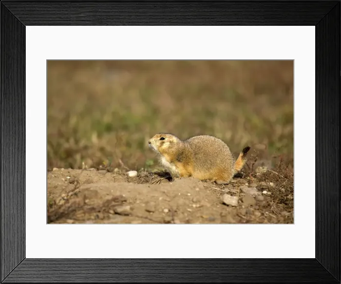 Framed Print : Black-tailed Praire Dog Crouching at entrance to burrow with tail raised Montana. USA Framed Print : Black-tailed Praire Dog Crouching at entrance to burrow with tail raised Montana. USA