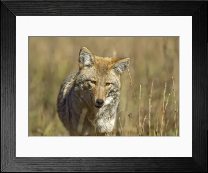 Framed Print : Coyote Close up of head from front Yellowstone NP. USA Framed Print : Coyote Close up of head from front Yellowstone NP. USA