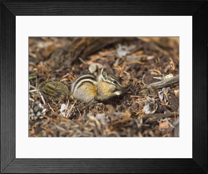 Framed Print : Least Chipmunk Sitting up eating seed Yellowstone NP. USA Framed Print : Least Chipmunk Sitting up eating seed Yellowstone NP. USA