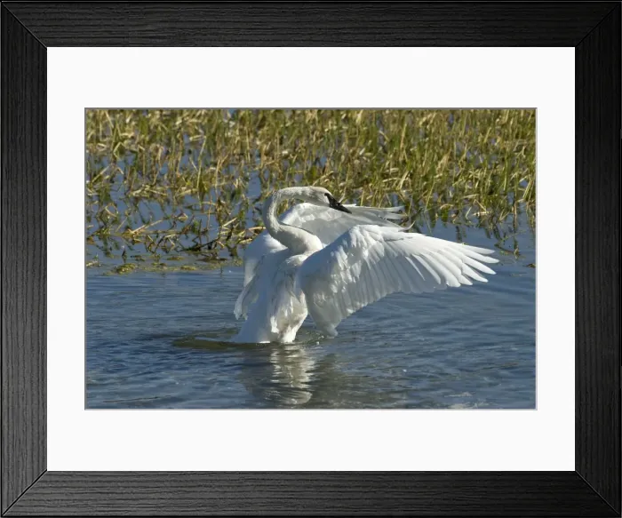Framed Print : Trumpeter swan Wing stretching Hayden Valley, Yellowstone NP USA Framed Print : Trumpeter swan Wing stretching Hayden Valley, Yellowstone NP USA