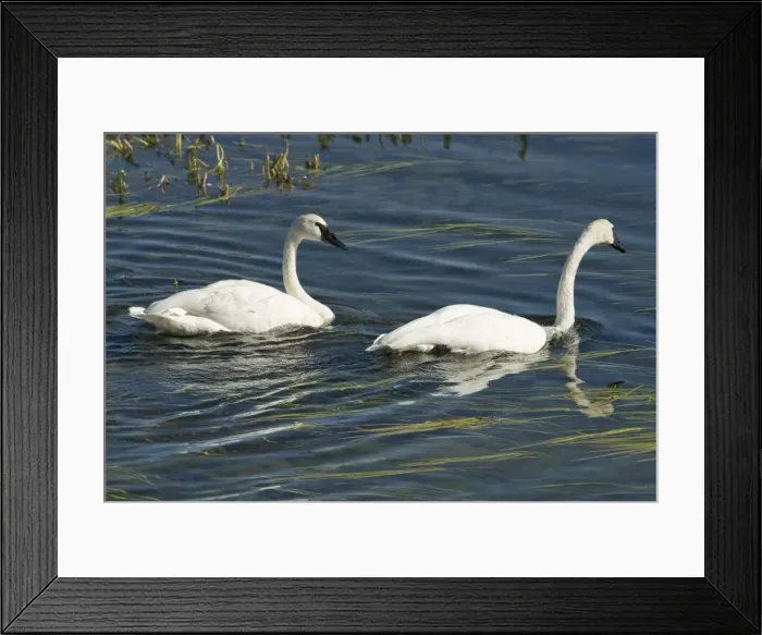 Framed Print : Trumpeter swans Pair swimming Hayden Valley, Yellowstone NP USA Framed Print : Trumpeter swans Pair swimming Hayden Valley, Yellowstone NP USA
