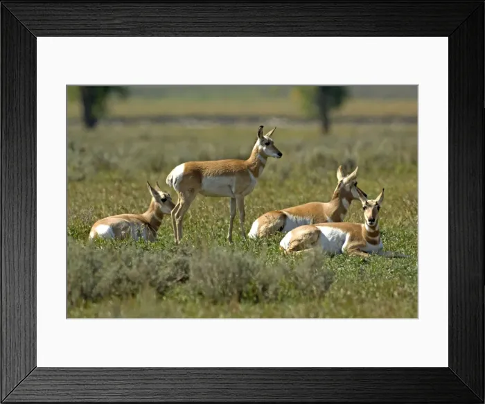 Framed Print : Pronghorn Group resting Lamar Valley, Yellowstone NP USA Framed Print : Pronghorn Group resting Lamar Valley, Yellowstone NP USA