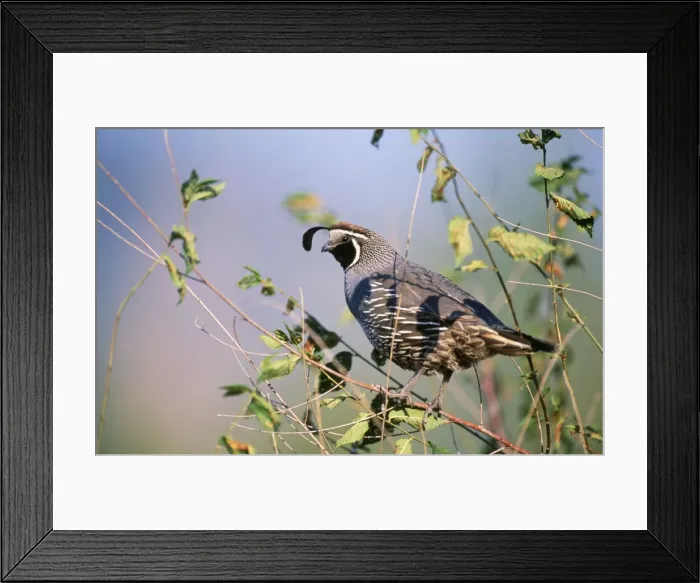 Framed Print : California Quail California, USA Framed Print : California Quail California, USA