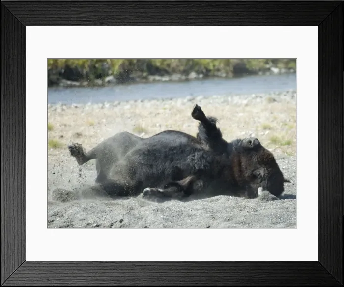 Framed Print : Male bison Dust bathing, this behaviour is more common during the rut. Hayden Valley, Yellowstone NP USA Framed Print : Male bison Dust bathing, this behaviour is more common during the rut. Hayden Valley, Yellowstone NP USA