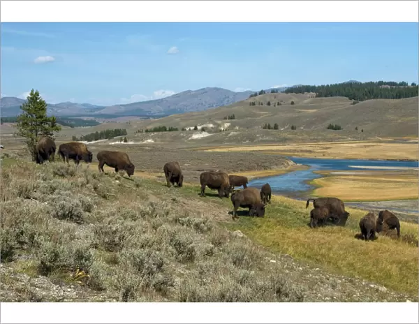Bison Herd grazing in Hayden Valley with Yellowstone River in background. Yellowstone NP. USA