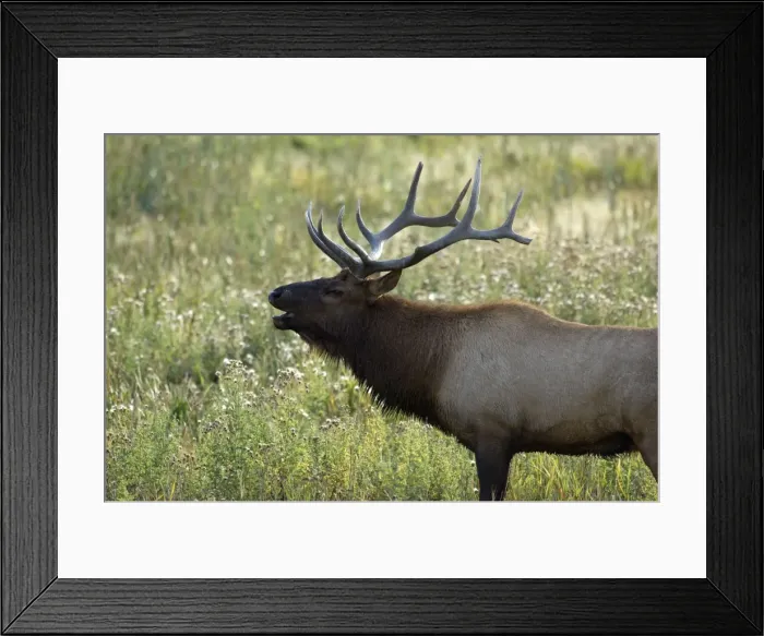 Framed Print : Elk Male bellowing to round up his females Maddison Valley, Yellowstone NP USA Framed Print : Elk Male bellowing to round up his females Maddison Valley, Yellowstone NP USA