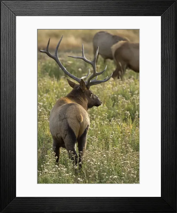 Framed Print : Elk Male standing guard over his females Maddison Valley, Yellowstone NP USA Framed Print : Elk Male standing guard over his females Maddison Valley, Yellowstone NP USA