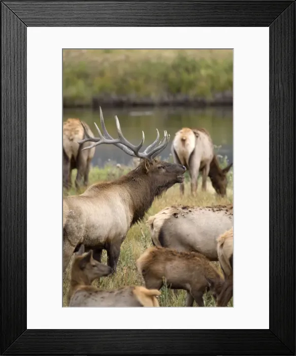 Framed Print : Elk Male calling to round up his females Maddison Valley Yellowstone NP USA Framed Print : Elk Male calling to round up his females Maddison Valley Yellowstone NP USA