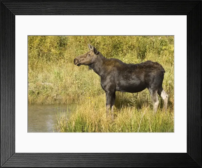 Framed Print : Moose Female standing at the waters edge Grand Teton NP USA Framed Print : Moose Female standing at the waters edge Grand Teton NP USA