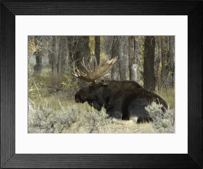 Framed Print : Moose Large bull lying down Grand Teton NP USA Framed Print : Moose Large bull lying down Grand Teton NP USA