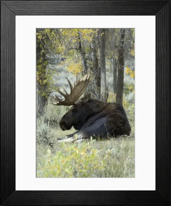 Framed Print : Moose Large bull lying down Grand Teton NP USA Framed Print : Moose Large bull lying down Grand Teton NP USA