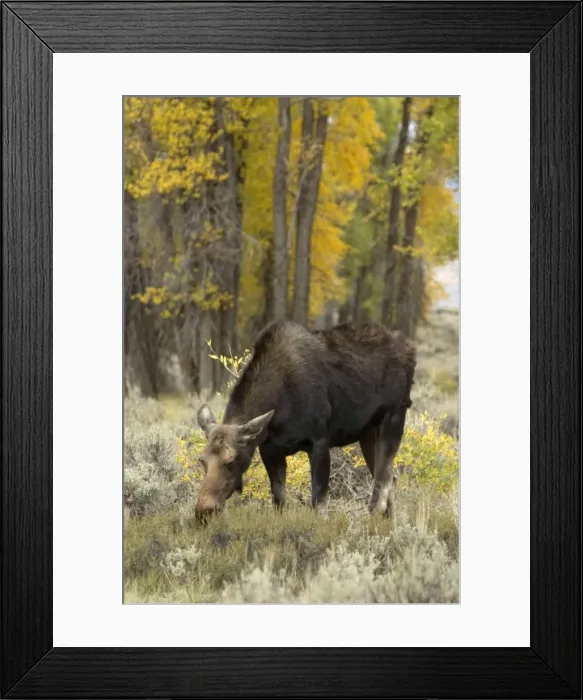 Framed Print : Moose Female grazing Grand Teton NP USA Framed Print : Moose Female grazing Grand Teton NP USA