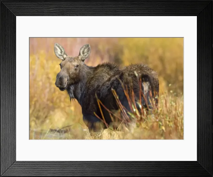 Framed Print : Moose Female looking back over shoulder Grand Teton NP USA Framed Print : Moose Female looking back over shoulder Grand Teton NP USA
