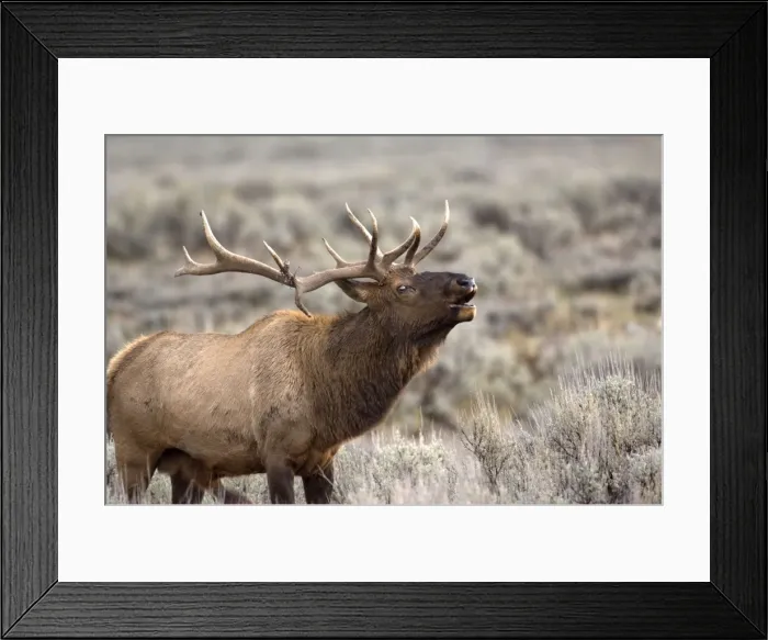 Framed Print : Elk Male calling to ward off other males Grand Teton NP USA Framed Print : Elk Male calling to ward off other males Grand Teton NP USA