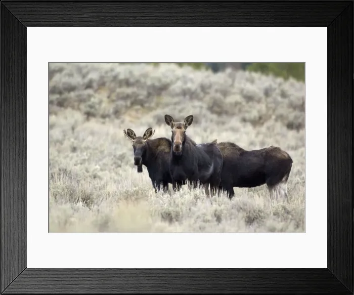 Framed Print : Moose Three animals standing in sagebrush Grand Teton NP USA Framed Print : Moose Three animals standing in sagebrush Grand Teton NP USA