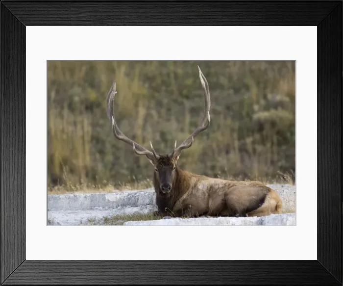 Framed Print : Elk Male lying down, Mammoth Hot Springs Yellowstone NP USA Framed Print : Elk Male lying down, Mammoth Hot Springs Yellowstone NP USA
