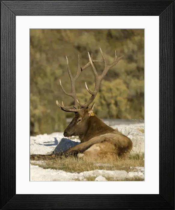 Framed Print : Elk Male lying down, Mammoth Hot Springs Yellowstone NP USA Framed Print : Elk Male lying down, Mammoth Hot Springs Yellowstone NP USA