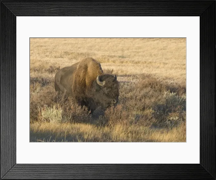 Framed Print : Male Lone bull in Gardeners Hole Yellowstone NP USA Framed Print : Male Lone bull in Gardeners Hole Yellowstone NP USA