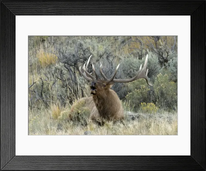 Framed Print : Elk Male lying down and bellowing. Mammoth Hot Springs Yellowstone NP USA Framed Print : Elk Male lying down and bellowing. Mammoth Hot Springs Yellowstone NP USA