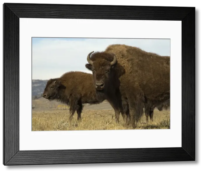 Framed Print : Bison, male and female Hayden Valley, Yellowstone NP USA Framed Print : Bison, male and female Hayden Valley, Yellowstone NP USA