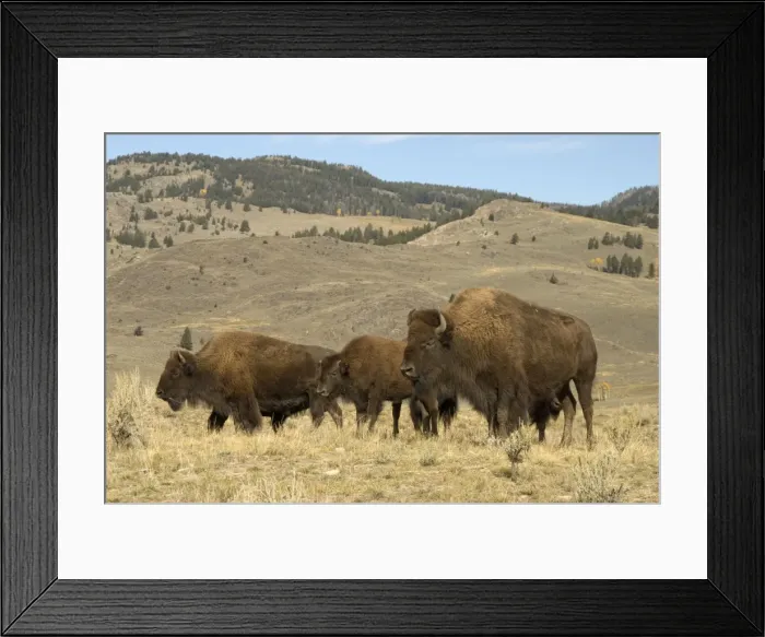 Framed Print : Bison Group of animals in Hayden Valley Yellowstone NP USA Framed Print : Bison Group of animals in Hayden Valley Yellowstone NP USA