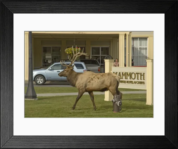 Framed Print : Elk Male walking passed one of the Hotels in Mammoth Hot Springs Yellowstone NP> USA Framed Print : Elk Male walking passed one of the Hotels in Mammoth Hot Springs Yellowstone NP> USA