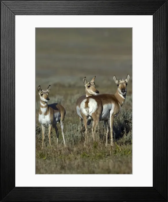 Framed Print : Pronghorn Group of three Lamar Valley Yellowstone NP USA Framed Print : Pronghorn Group of three Lamar Valley Yellowstone NP USA