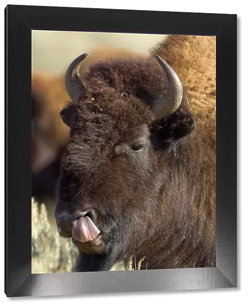 Bison Male with tongue out licking nostril Hayden Valley, Yellowstone NP USA