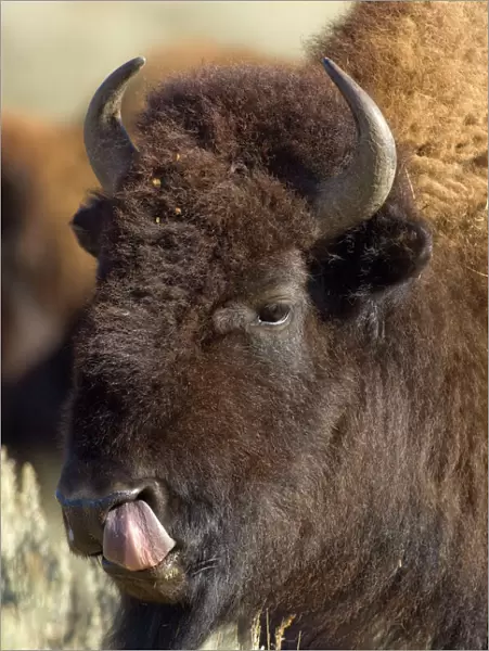 Bison Male with tongue out licking nostril Hayden Valley, Yellowstone NP USA