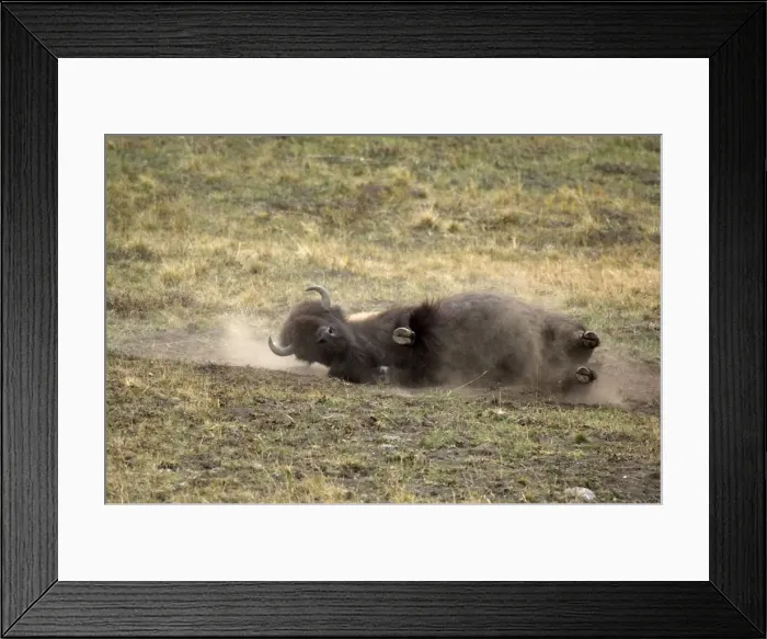 Framed Print : Bison Dust bathing which happens more often during the rut Hayden Valley, Yellowstone NP USA Framed Print : Bison Dust bathing which happens more often during the rut Hayden Valley, Yellowstone NP USA