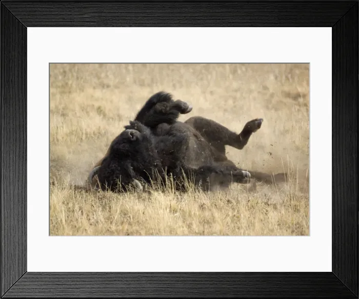 Framed Print : Bison Dust bathing which happens more often during the rut Hayden Valley, Yellowstone NP USA Framed Print : Bison Dust bathing which happens more often during the rut Hayden Valley, Yellowstone NP USA
