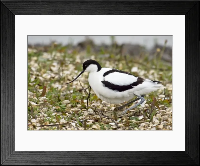 Framed Print : Avocet - Settling on eggs - Marshside RSPB reserve Southport - Lancashire -England Framed Print : Avocet - Settling on eggs - Marshside RSPB reserve Southport - Lancashire -England