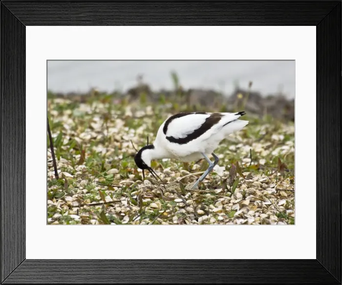 Framed Print : Avocet - Turning eggs - Marshside RSPB reservs Southport - Lancashire - England Framed Print : Avocet - Turning eggs - Marshside RSPB reservs Southport - Lancashire - England