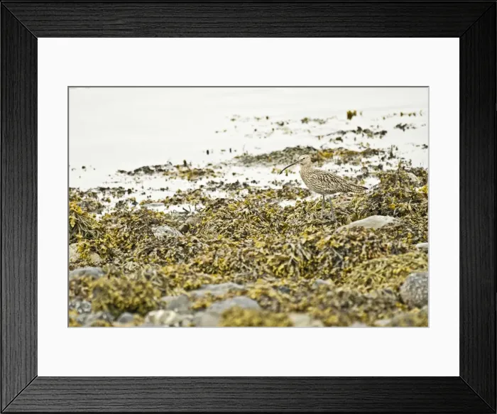 Framed Print : Curlew - Standing on sea weed - Sea loch, Mull, Scotland Framed Print : Curlew - Standing on sea weed - Sea loch, Mull, Scotland