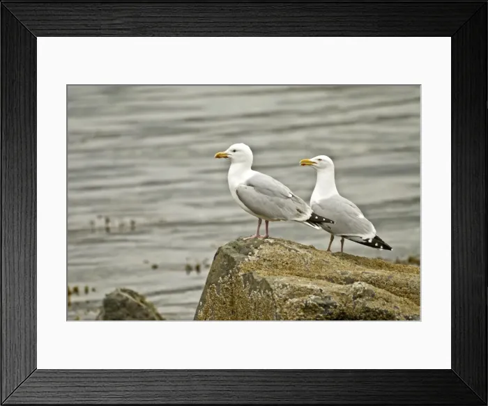 Framed Print : Herring Gulls - On rock - Mull - Scotland Framed Print : Herring Gulls - On rock - Mull - Scotland