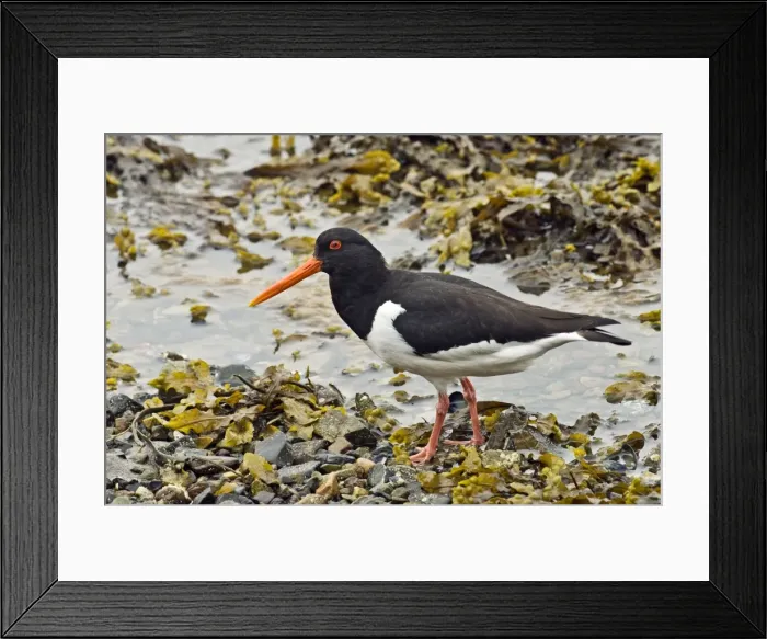 Framed Print : Oystercatcher - Standing on pebbles and sea weed - Sea loch - Mull - Scotland Framed Print : Oystercatcher - Standing on pebbles and sea weed - Sea loch - Mull - Scotland