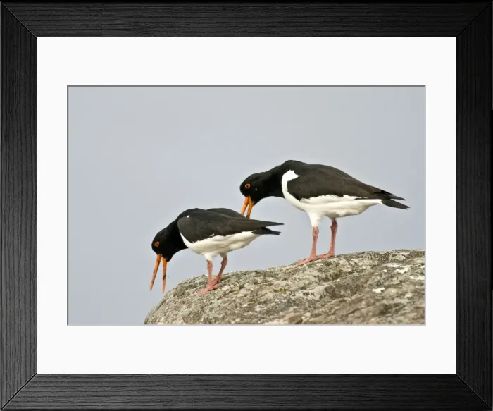 Framed Print : Oystercatchers - On rock displaying - Mull - Scotland Framed Print : Oystercatchers - On rock displaying - Mull - Scotland