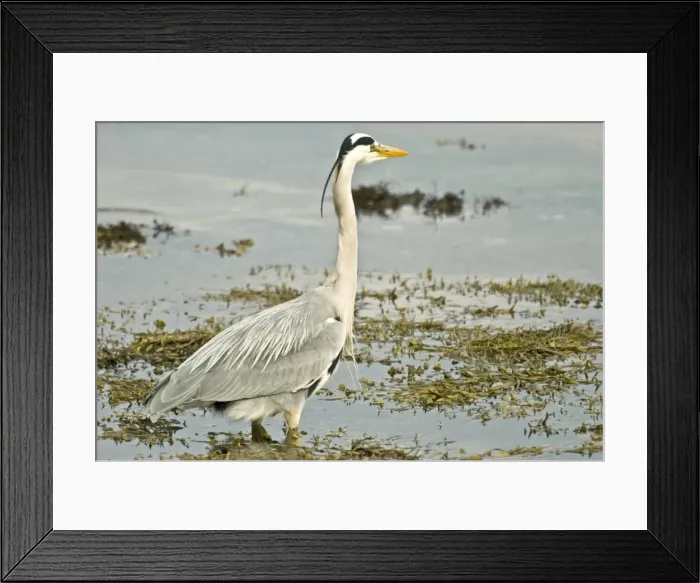 Framed Print : Grey Heron - In water at edge of loch - Mull - Scotland Framed Print : Grey Heron - In water at edge of loch - Mull - Scotland
