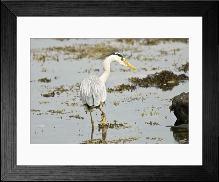 Framed Print : Grey Heron - Back view looking right in water - Mull - Scotland Framed Print : Grey Heron - Back view looking right in water - Mull - Scotland