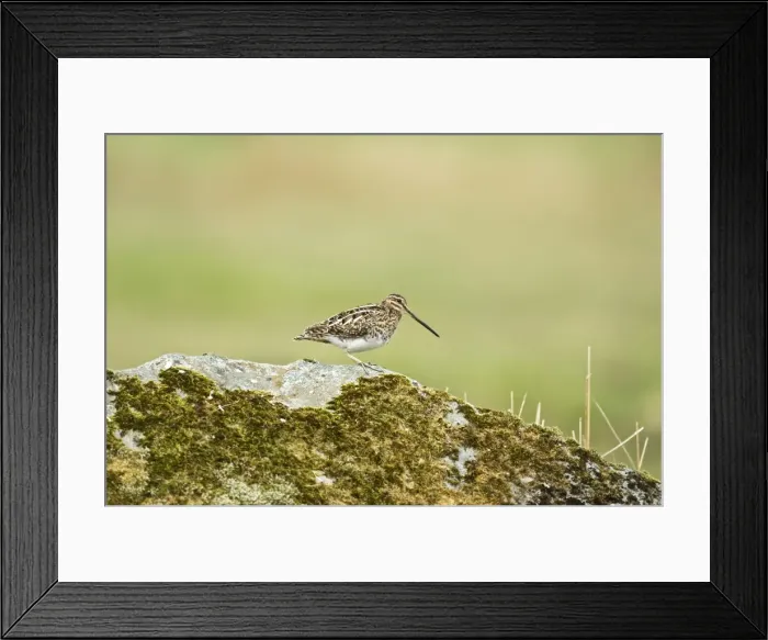Framed Print : Snipe - Standing on rock - Mull - Scotland Framed Print : Snipe - Standing on rock - Mull - Scotland