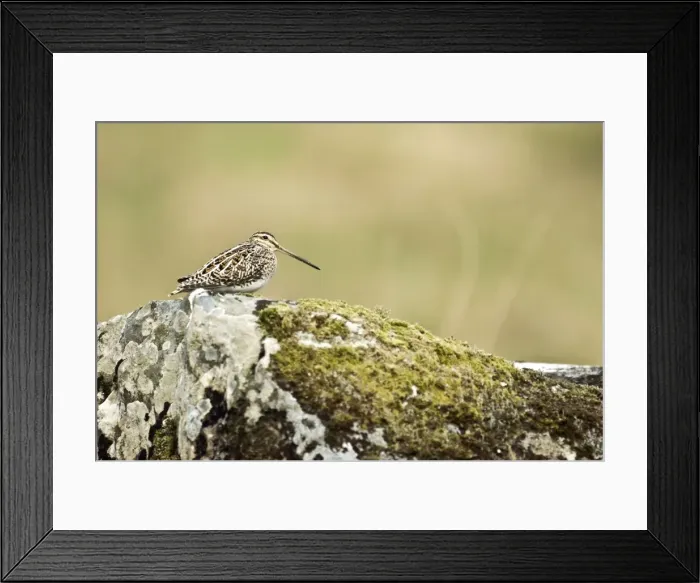 Framed Print : Snipe - Sitting on rock - Mull - Scotland Framed Print : Snipe - Sitting on rock - Mull - Scotland