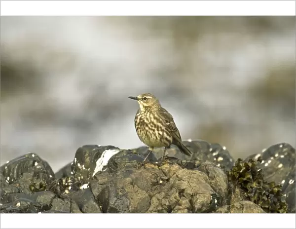 Rock Pipit - Standing on Rock - Mull - Scotland