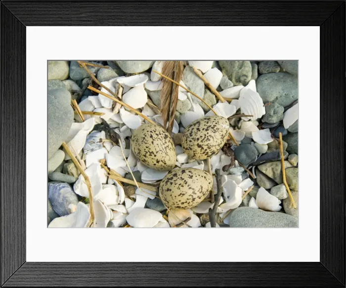 Framed Print : Oystercatcher - Eggs - Nest on shingle - Mull - Scotland Framed Print : Oystercatcher - Eggs - Nest on shingle - Mull - Scotland
